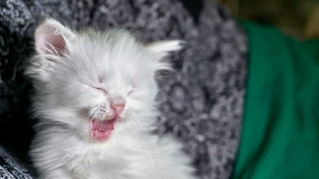 kitten with heterochromia low light