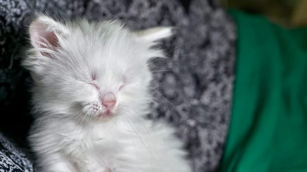 kitten with heterochromia low light