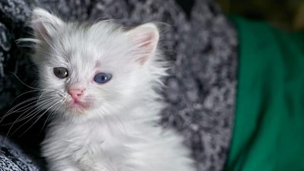 kitten with heterochromia low light