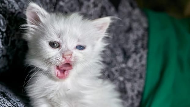 kitten with heterochromia low light