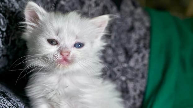 kitten with heterochromia low light