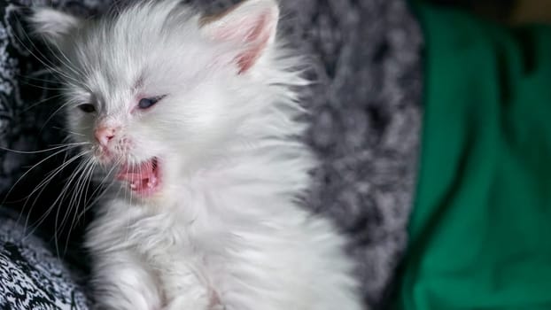 kitten with heterochromia low light