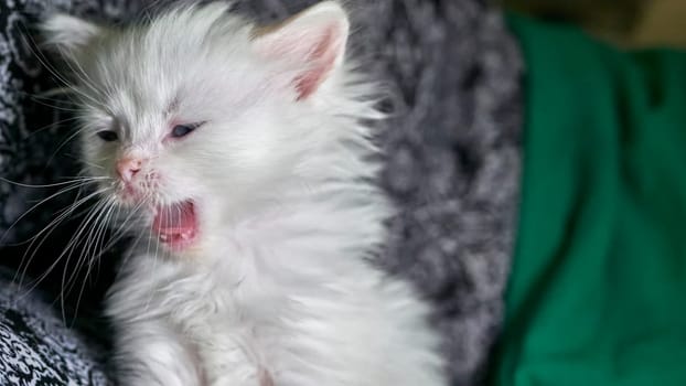 kitten with heterochromia low light