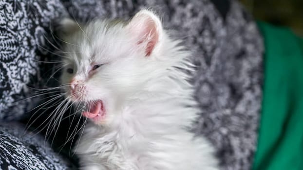 kitten with heterochromia low light