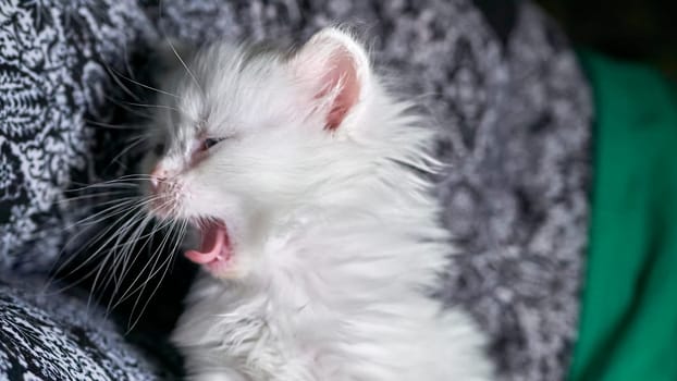 kitten with heterochromia low light