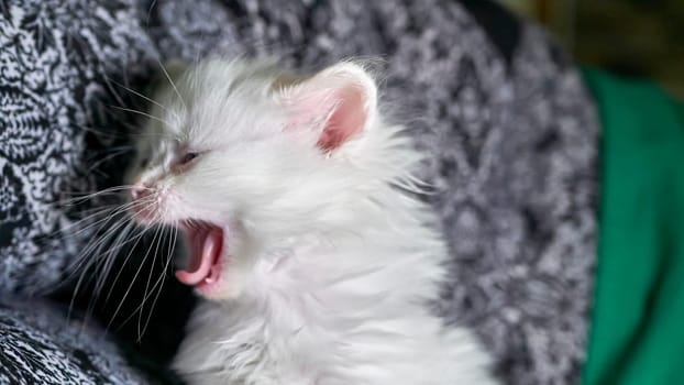 kitten with heterochromia low light