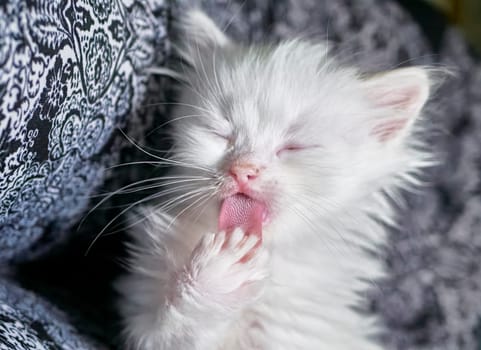 kitten with heterochromia low light