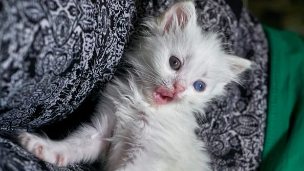 kitten with heterochromia low light