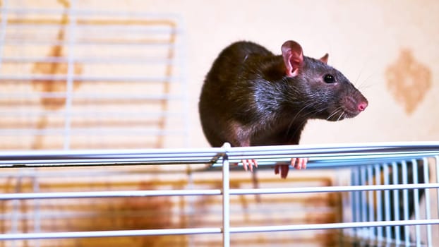 domestic rat sits on a cage color