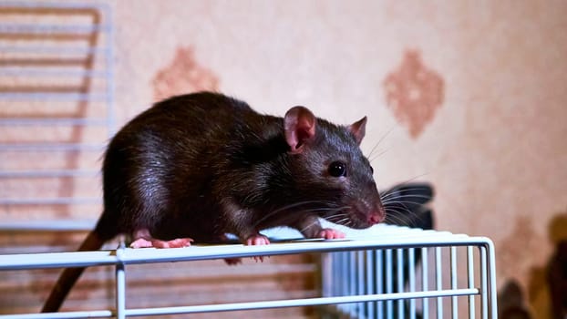 domestic rat sits on a cage color