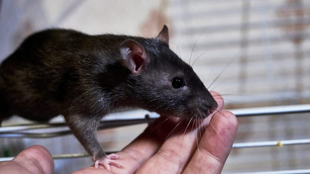 domestic rat sits on a cage color