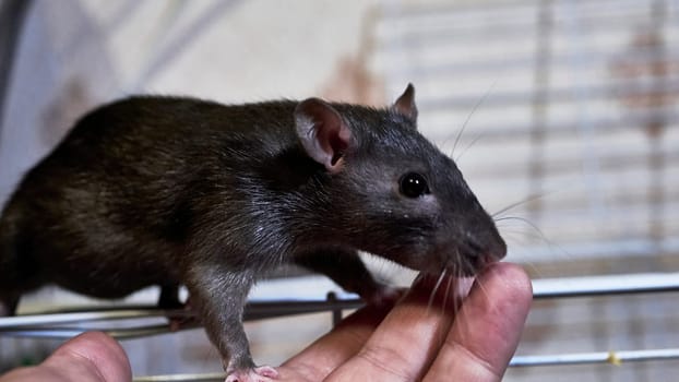 domestic rat sits on a cage color