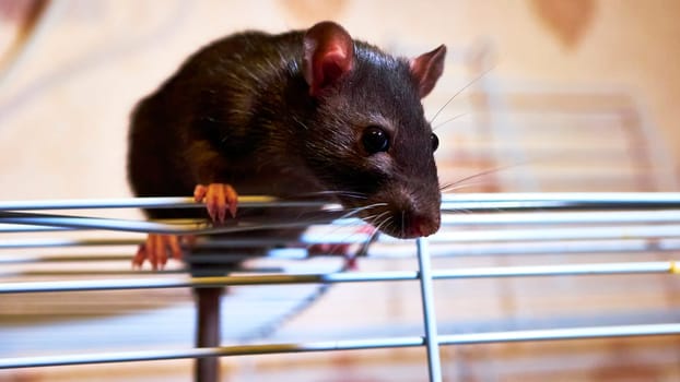 domestic rat sits on a cage color