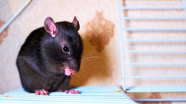 domestic rat sits on a cage color