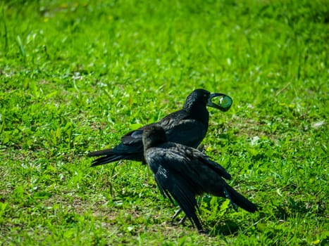 Black Crows looking for food in the grass