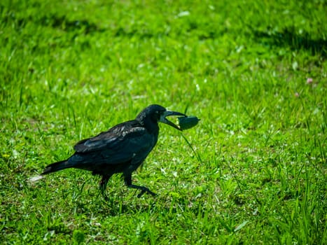 Black Crows looking for food in the grass