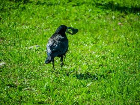 Black Crows looking for food in the grass