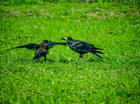 Black Crows looking for food in the grass