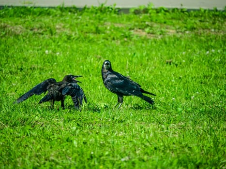 Black Crows looking for food in the grass
