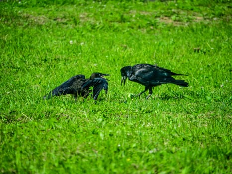 Black Crows looking for food in the grass