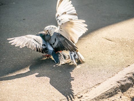 Birds fighting over food on the street