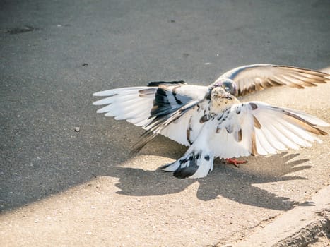 Birds fighting over food on the street