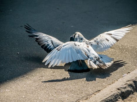 Birds fighting over food on the street