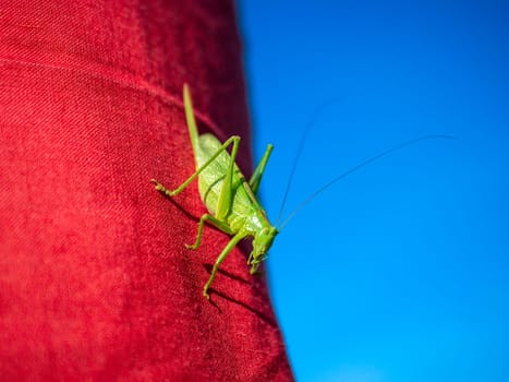 Green grasshopper on red cloth