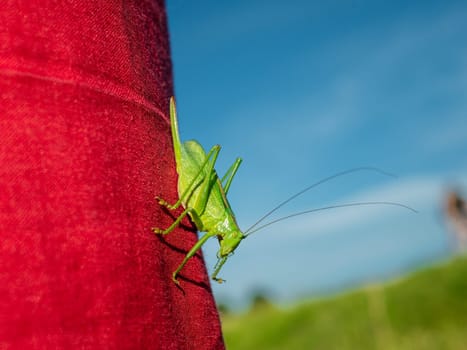 Green grasshopper on red cloth