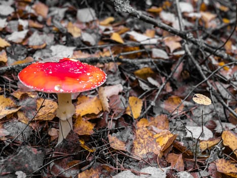 Mushroom Fly agaric. Mushrooms in the autumn forest. Red fly agaric. Autumn mushrooms. color nature