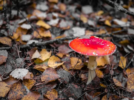 Mushroom Fly agaric. Mushrooms in the autumn forest. Red fly agaric. Autumn mushrooms. color nature