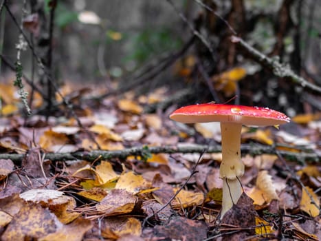 Mushroom Fly agaric. Mushrooms in the autumn forest. Red fly agaric. Autumn mushrooms. color nature