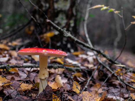 Mushroom Fly agaric. Mushrooms in the autumn forest. Red fly agaric. Autumn mushrooms. color nature