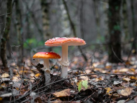 Two mushroom Fly agaric. Mushrooms in the autumn forest. Red fly agaric. Autumn mushrooms. blured background.