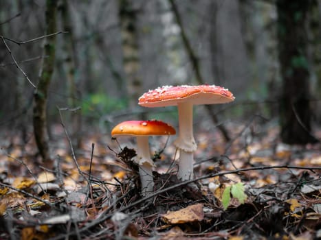 Two mushroom Fly agaric. Mushrooms in the autumn forest. Red fly agaric. Autumn mushrooms. blured background.