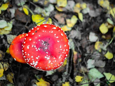 Mushroom Fly agaric. Mushrooms in the autumn forest. Red fly agaric. Autumn mushrooms. color nature