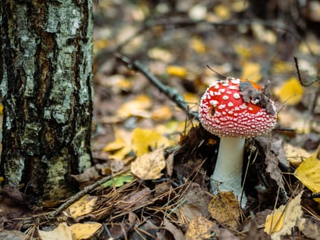 Mushroom Fly agaric. Mushrooms in the autumn forest. Red fly agaric. Autumn mushrooms. color nature