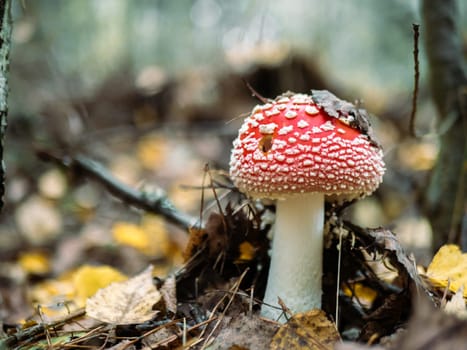 Mushroom Fly agaric. Mushrooms in the autumn forest. Red fly agaric. Autumn mushrooms. color nature