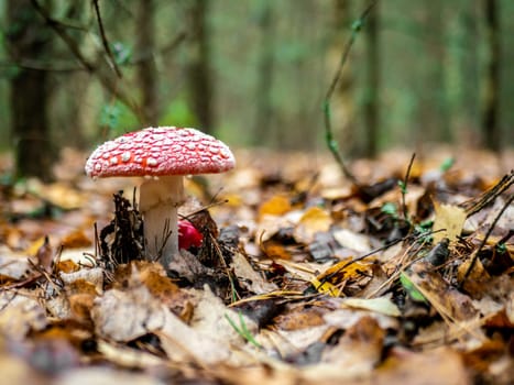 Mushroom Fly agaric. Mushrooms in the autumn forest. Red fly agaric. Autumn mushrooms. color nature