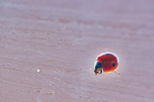 A red ladybug with black spots sits on green leaves behind a dripping wet glass. Macrophotography. Macro. Life of insects. color