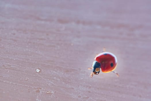 A red ladybug with black spots sits on green leaves behind a dripping wet glass. Macrophotography. Macro. Life of insects. color