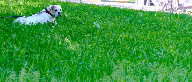White dog lies on green grass general plan