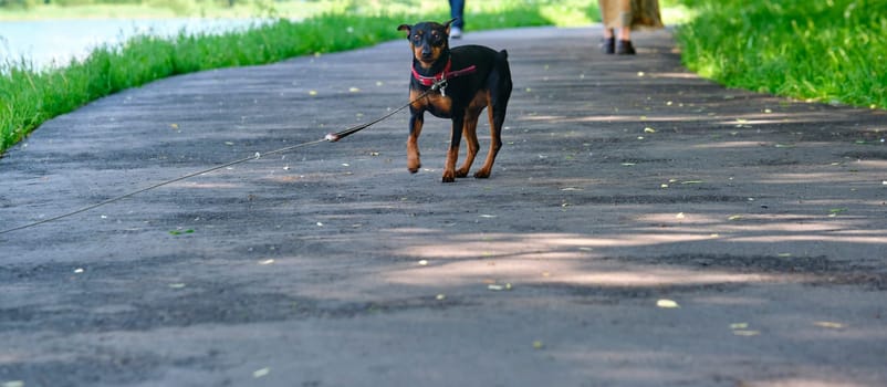 Mini Doberman stands on the asphalt