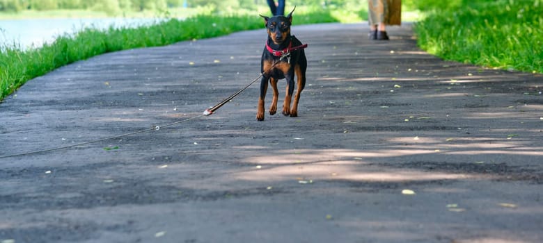 Mini Doberman stands on the asphalt