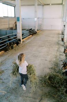 Little girl carries large bales of hay to the hungry goats peering over the fences of the pens. Back view. High quality photo