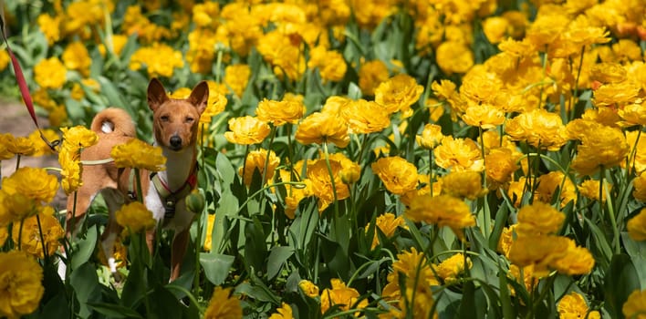 African dog in yellow colors. Portrait of a basenji on a walk