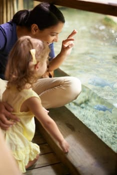 Happy mother, child and aquarium with fish tank for sightseeing, learning or education of sea animals. Mom and young little girl looking at glass exhibit or exploring creatures in water at the zoo.