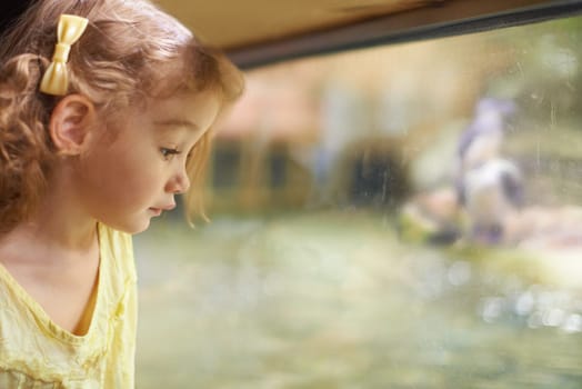 Little girl, glass and aquarium with fish to explore for sightseeing or watching sea animals in captivity. Female person, child or kid looking at window or tank of water creatures or species at zoo.