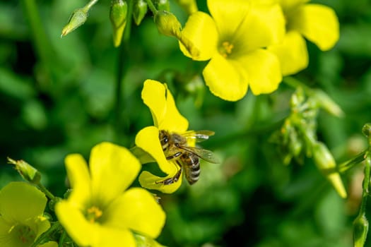 Honey bee collecting pollen and nectar from yellow flowers on a sunny spring day