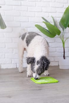 cute dog using lick mat for eating food slowly. snack mat, licking mat for cats and dogs